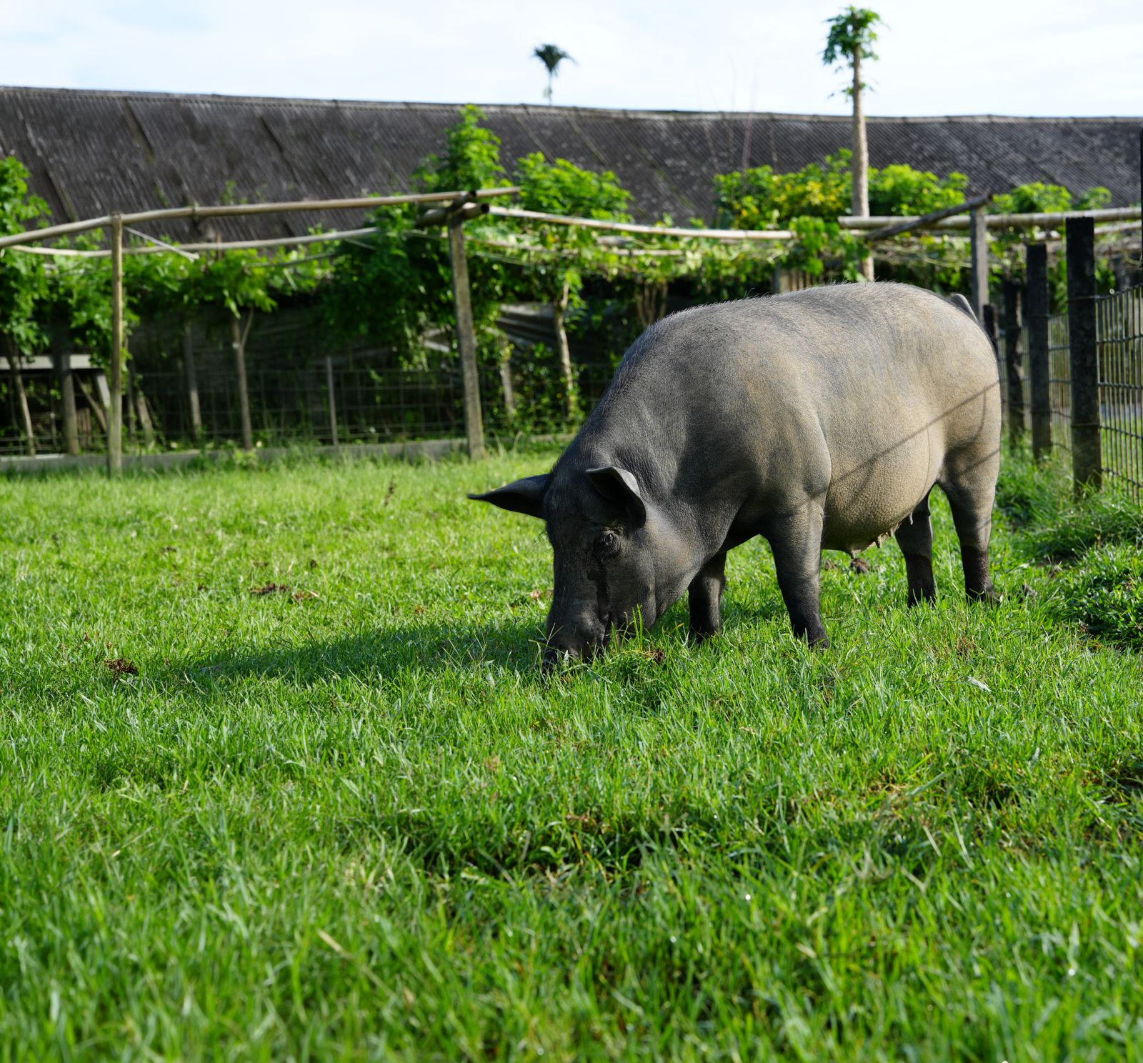 A heritage pig grazing on open pasture at the Bali Heritage Pigs farm