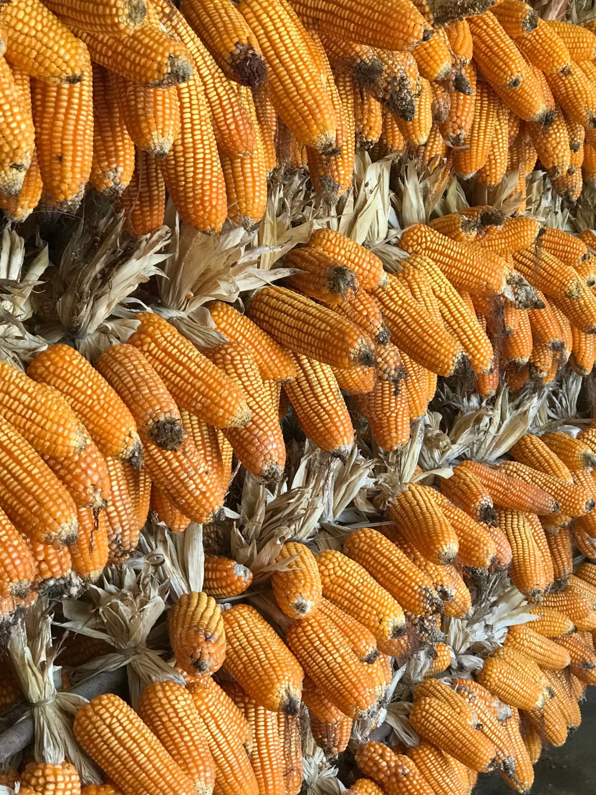 Corn cobs drying on the farm as part of the homegrown feed cycle