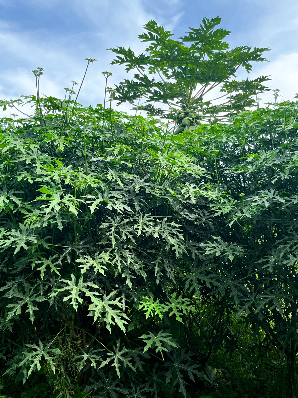 Dense green foliage grown on the farm for animal feed