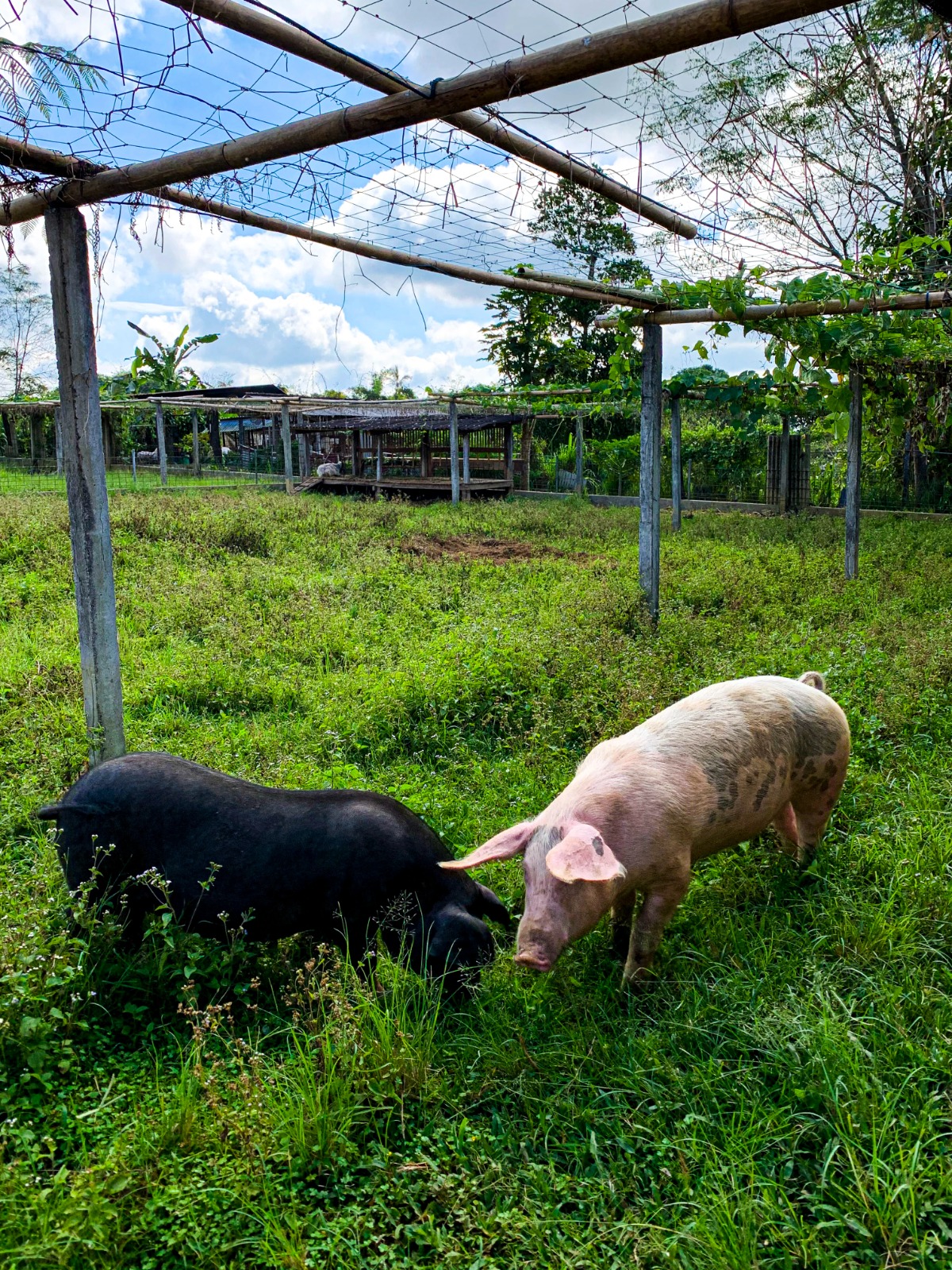 A black heritage pig and a white pig grazing together in pasture