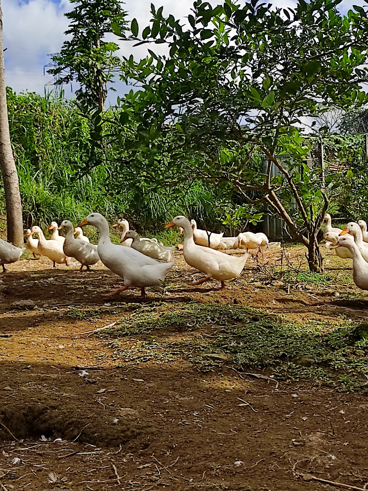 Pekin ducks foraging beside the farm's herb and fruit beds