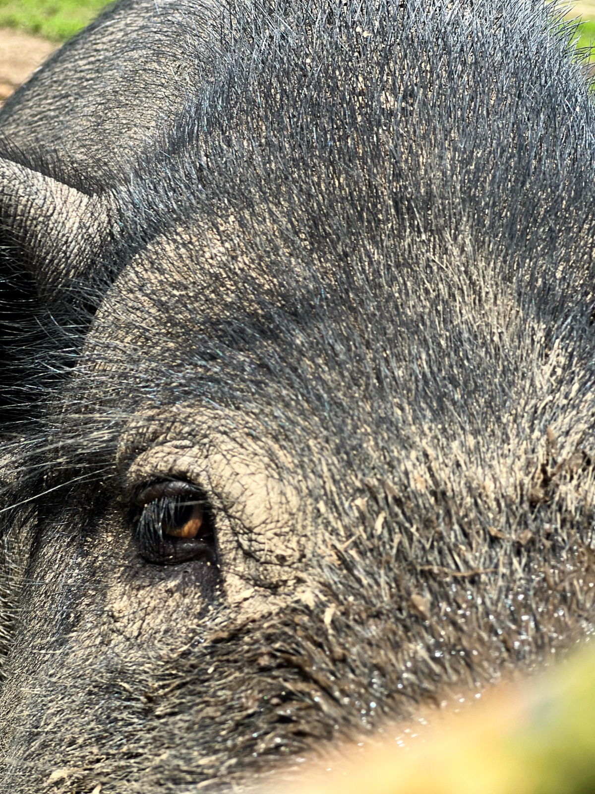 Close portrait of a heritage pig at the Bali Heritage Pigs farm