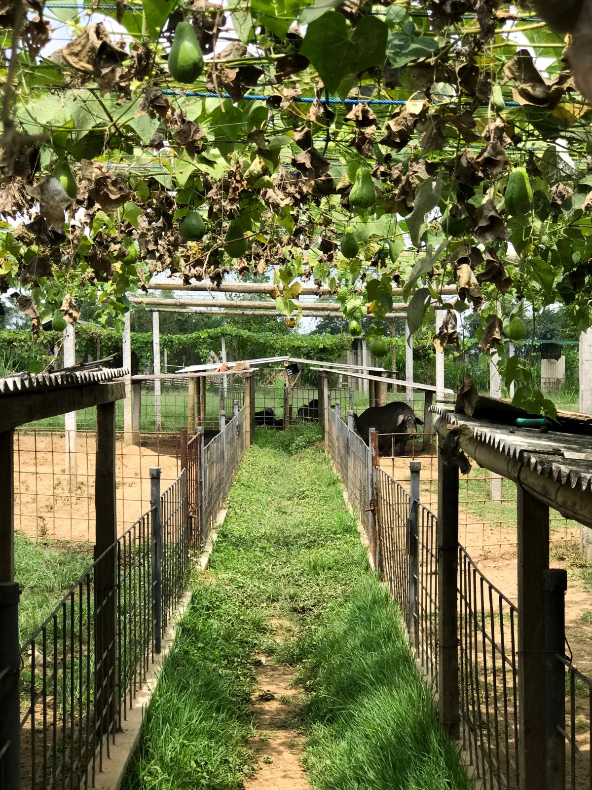 Open-air paddocks and planted rows across the Bali Heritage Pigs farm